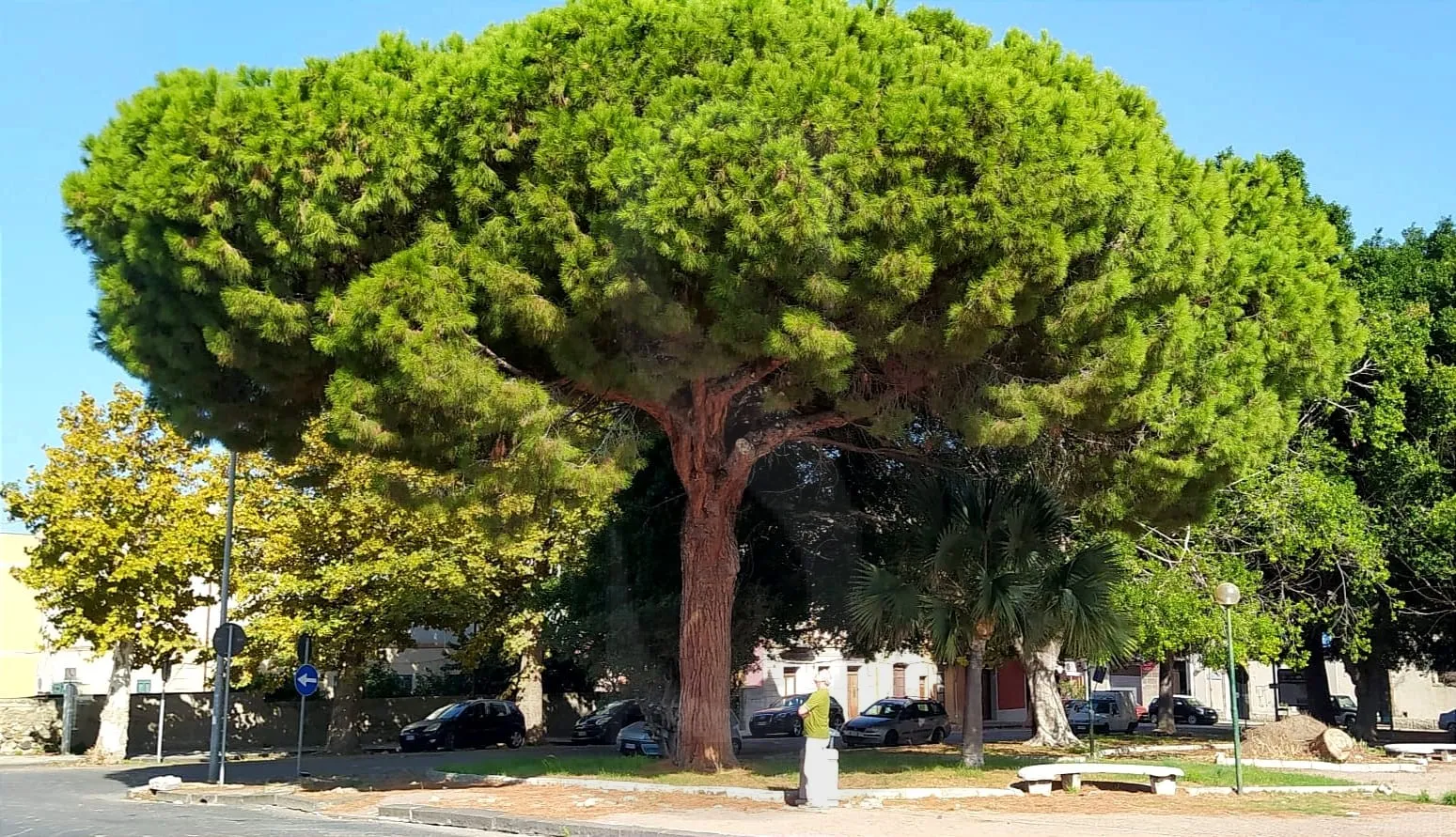 Presa di posizione della sezione ISDE di Milazzo sul taglio indiscriminato di alberi